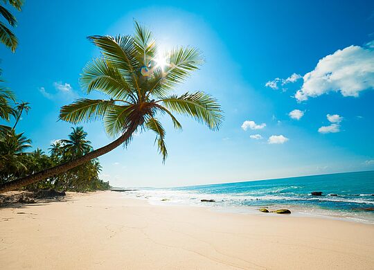 ein Bild eines Strandes in der Karibik mit einer Palme